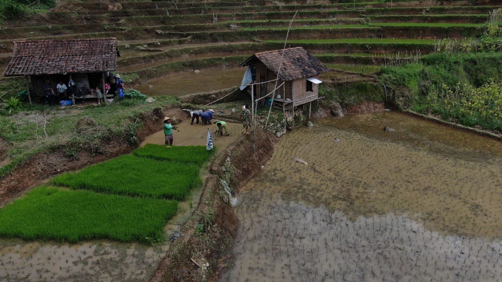 Petani lokal di Lembur Geulis
